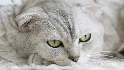 世界杯手机高清观看软件-这是爆笑足球的片场吗?国奥战立陶宛再现奇葩停球